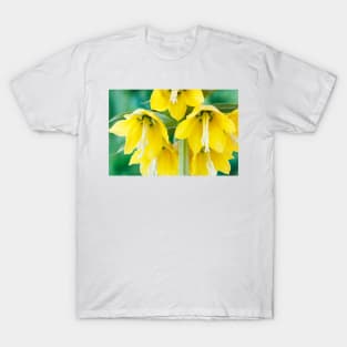 Fritillaria imperialis  &#39;Maxima Lutea&#39;  AGM  Crown imperia T-Shirt